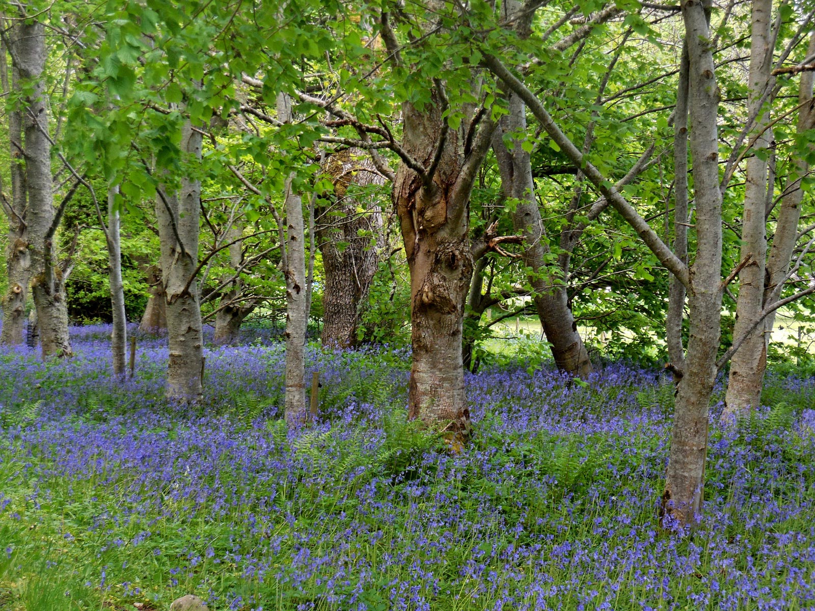 Strathpeffer